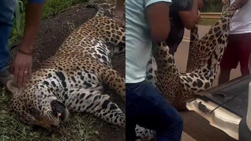 Onça-pintada ferida após atropelamento é resgatada por indígenas em rodovia