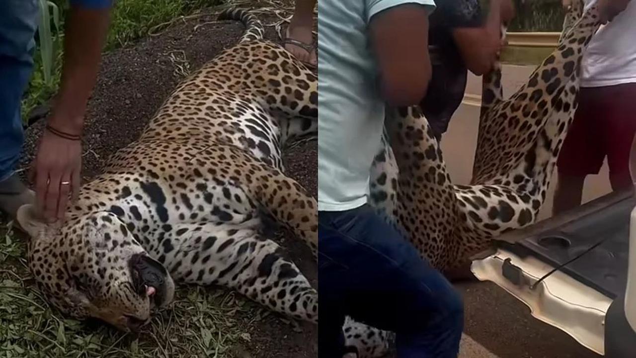 Onça-pintada ferida após atropelamento é resgatada por indígenas em rodovia