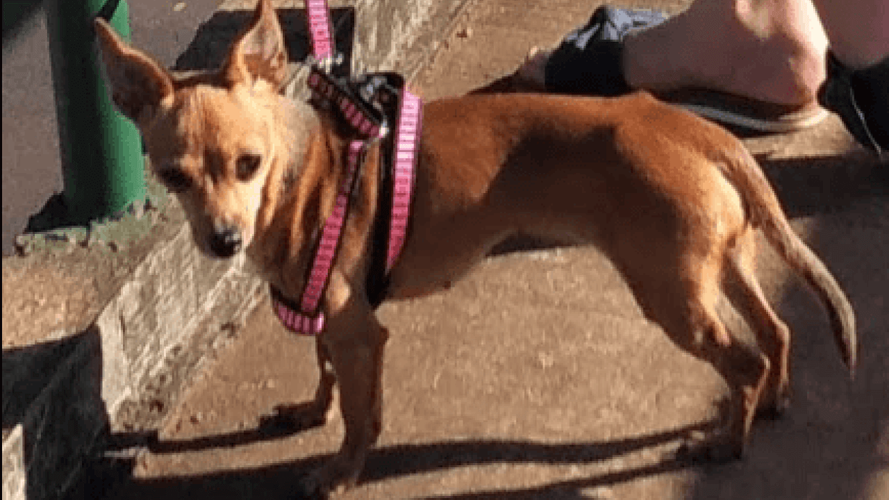 Cachorra Princesa desapareceu no bairro Belmonte Cachorra Princesa desapareceu no bairro Belmonte