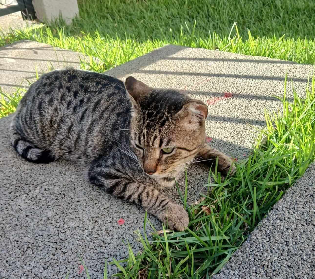 Gato é encontrado no bairro Maria Luiza Gato é encontrado no bairro Maria Luiza