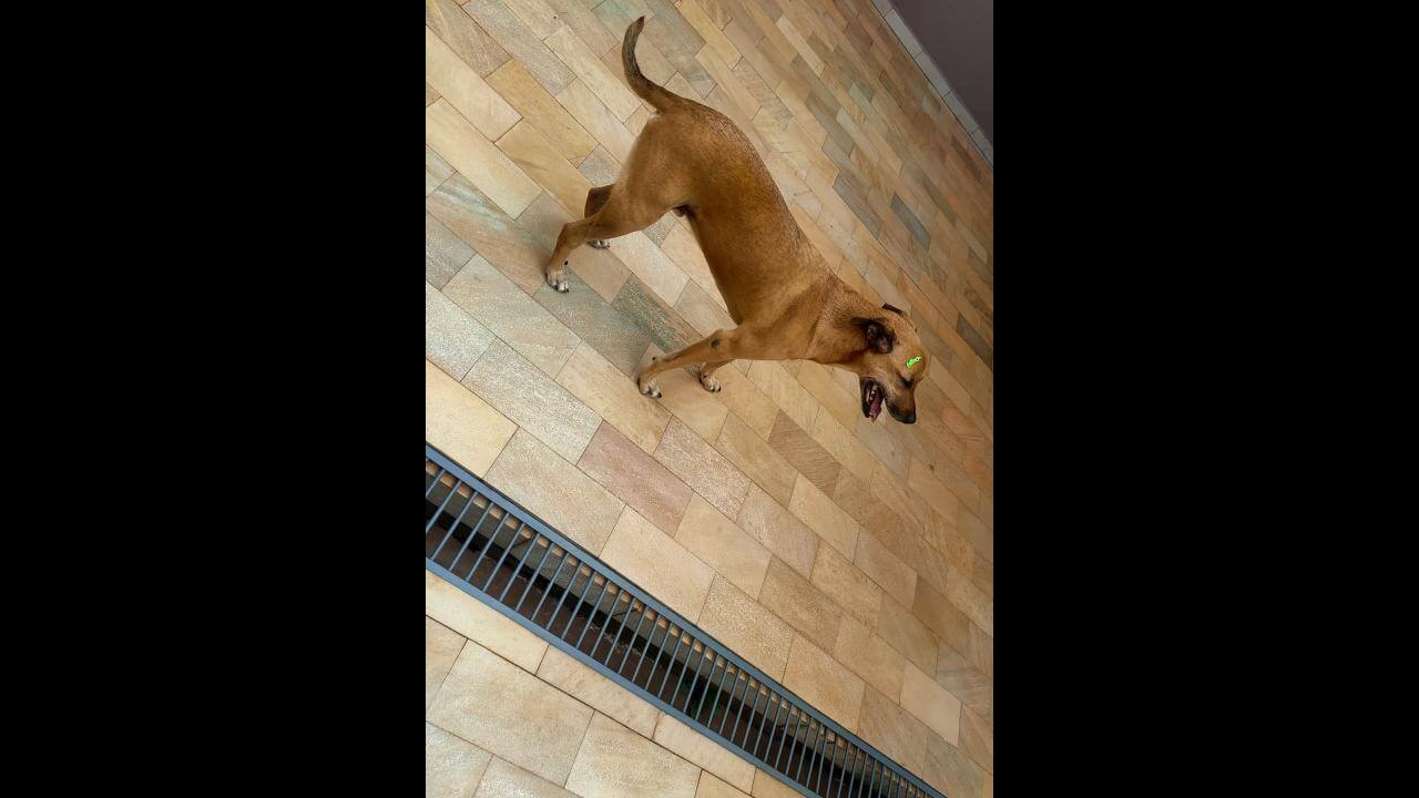 Cachorro Estopa desapareceu no bairro Coqueiral Cachorro Estopa desapareceu no bairro Coqueiral