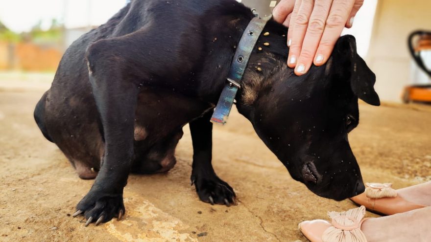 Grávida e cheia de larvas: cachorra precisa de resgate no Julieta Bueno