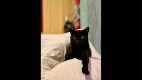 Gato Simba desapareceu no bairro Neva Imagem referente a Gato Simba desapareceu no bairro Neva