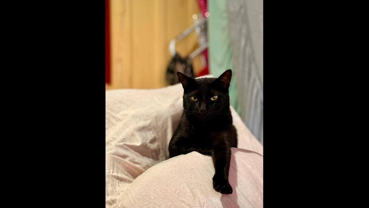 Gato Simba desapareceu no bairro Neva