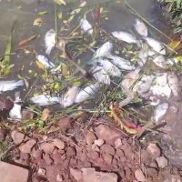 Imagem referente a Peixes são encontrados mortos na prainha do Reassentamento São Francisco e caso é investigado