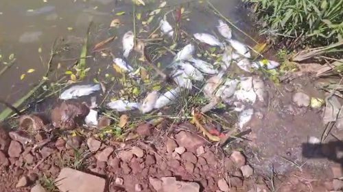 Peixes são encontrados mortos na prainha do Reassentamento São Francisco e caso é investigado Imagem referente a Peixes são encontrados mortos na prainha do Reassentamento São Francisco e caso é investigado
