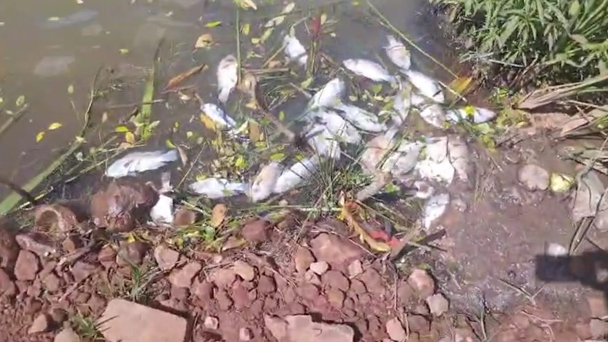 Peixes são encontrados mortos na prainha do Reassentamento São Francisco e caso é investigado