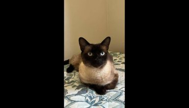 Imagem referente a Gato Mingau desapareceu no bairro Recanto Tropical