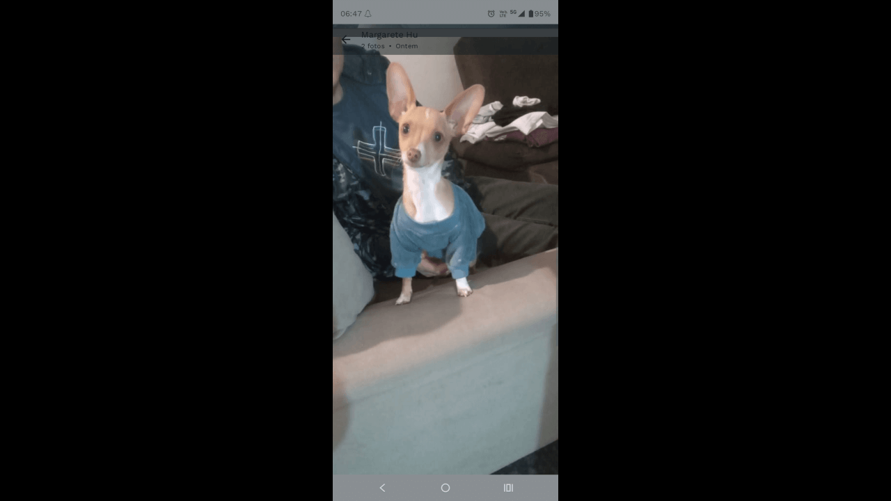 Cachorro Tom desapareceu no bairro Pioneiros Catarinenses