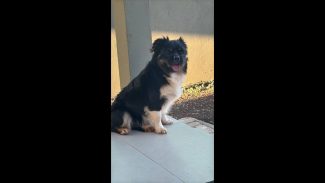 Imagem referente a Cachorro Frederico desapareceu no bairro Universitário