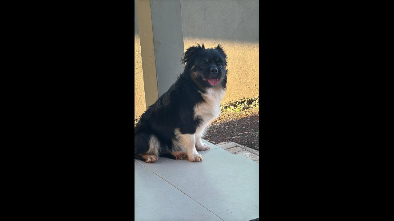 Cachorro Frederico desapareceu no bairro Universitário