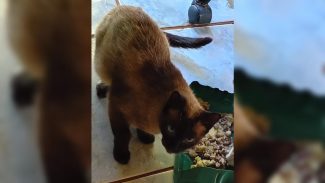 Imagem referente a Internauta pede ajuda para encontrar gata siamesa que desapareceu no Lago Azul