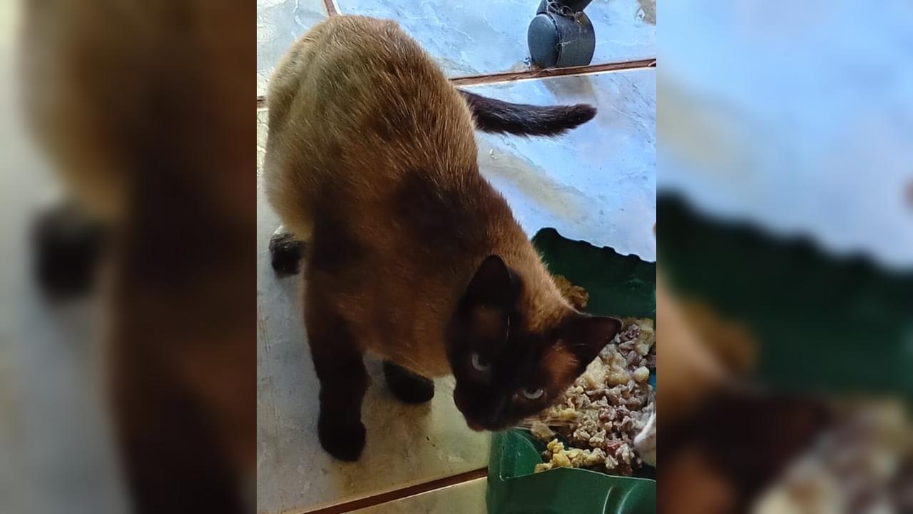 Internauta pede ajuda para encontrar gata siamesa que desapareceu no Lago Azul