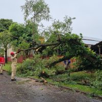 Imagem referente a Árvore de grande porte cai no Pioneiros Catarinenses