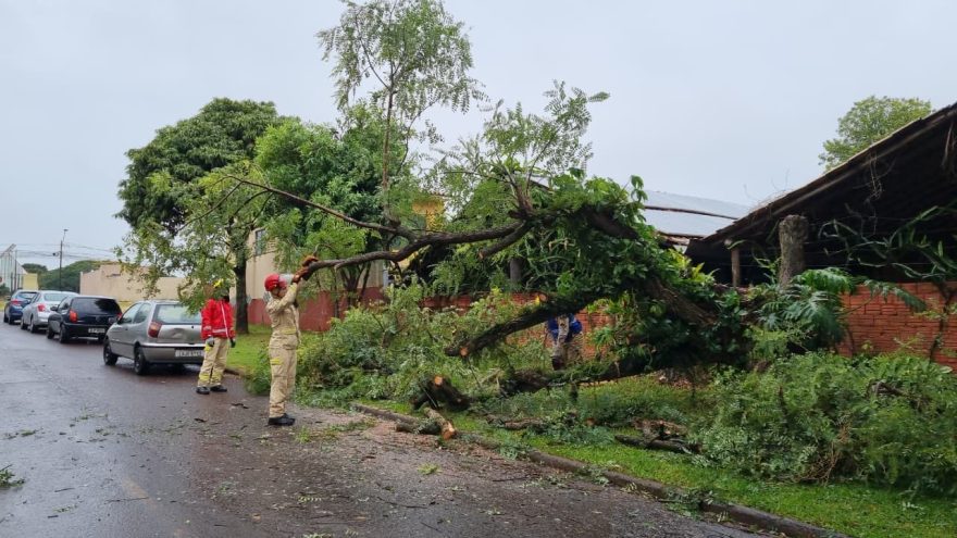 Árvore de grande porte cai no Pioneiros Catarinenses