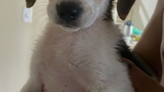 Imagem referente a Cachorra Lili desapareceu no bairro Universitário