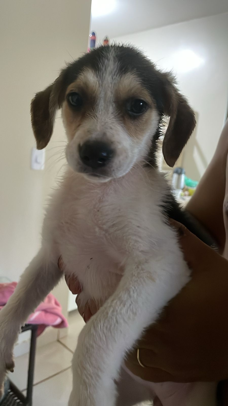 Cachorra Lili desapareceu no bairro Universitário