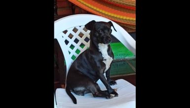 Imagem referente a Cachorra Pipoca desapareceu no bairro Cancelli