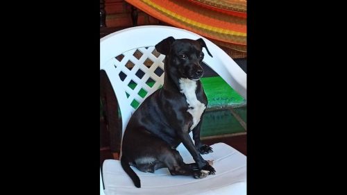 Cachorra Pipoca desapareceu no bairro Cancelli Imagem referente a Cachorra Pipoca desapareceu no bairro Cancelli