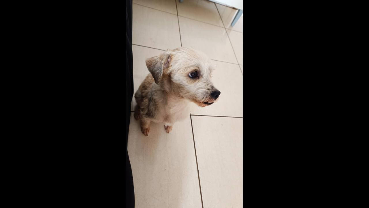 Cachorro é encontrado no bairro Santa Cruz