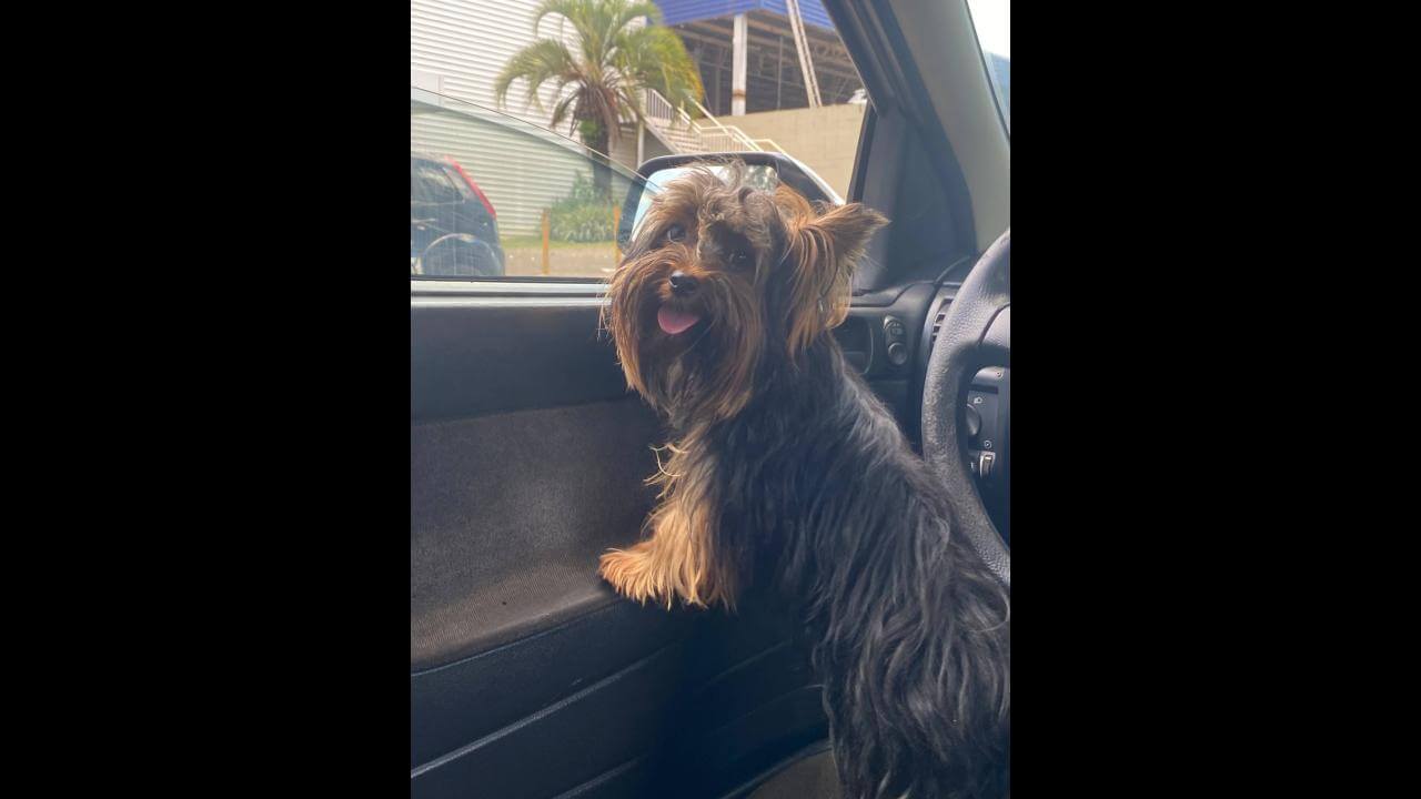 Cachorro Theo desapareceu no bairro Floresta