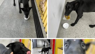 Imagem referente a Cachorra é encontrada no bairro Alto Alegre