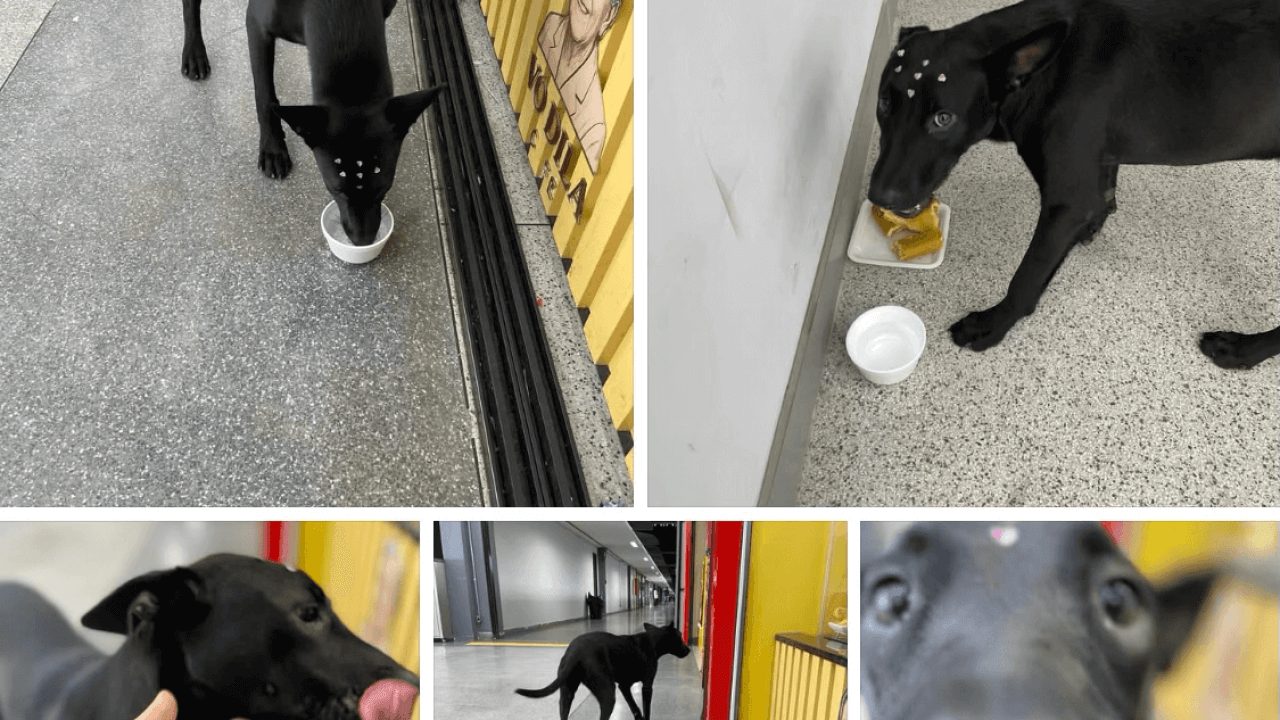 Cachorra é encontrada no bairro Alto Alegre