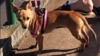 Imagem referente a Cachorra Princesa desapareceu no bairro Belmonte