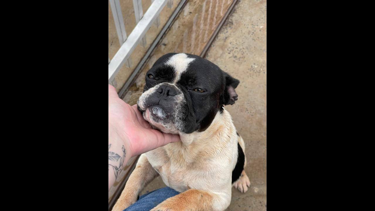 Cachorro é encontrado no bairro Jardim Veneza
