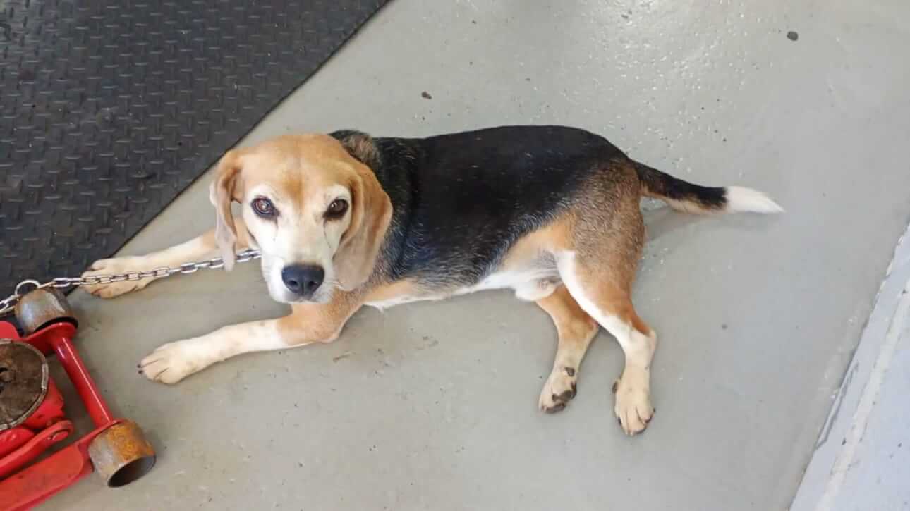 Cachorro é encontrado no bairro Pioneiros Catarinenses