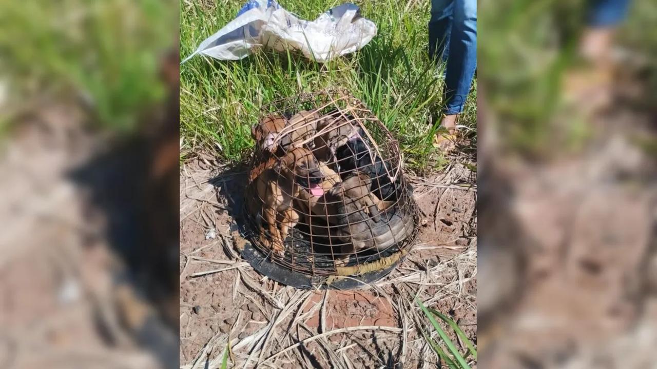 Filhotes são resgatados após abandono em gaiola improvisada às margens da rodovia