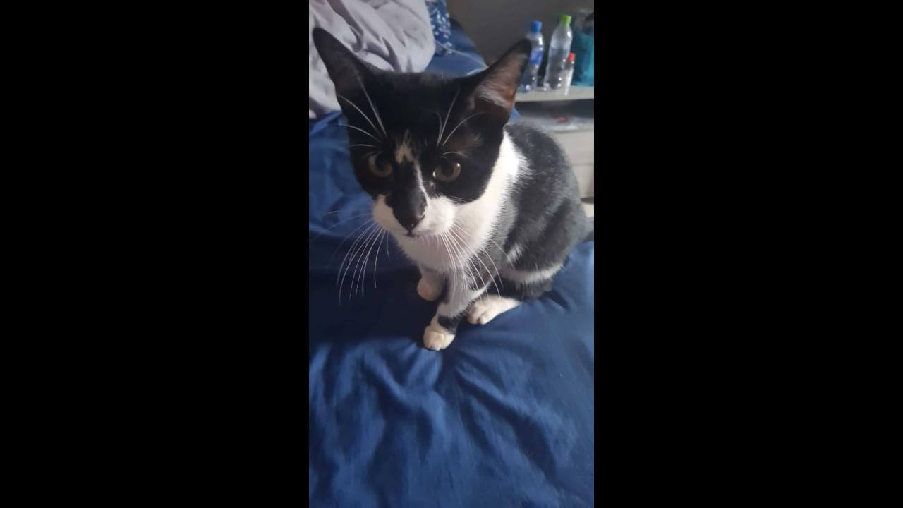 Gato Felix desapareceu no bairro Parque Verde Gato Felix desapareceu no bairro Parque Verde