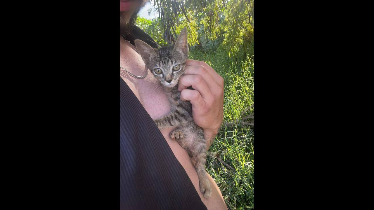 Gata é encontrada no bairro Interlagos Gata é encontrada no bairro Interlagos