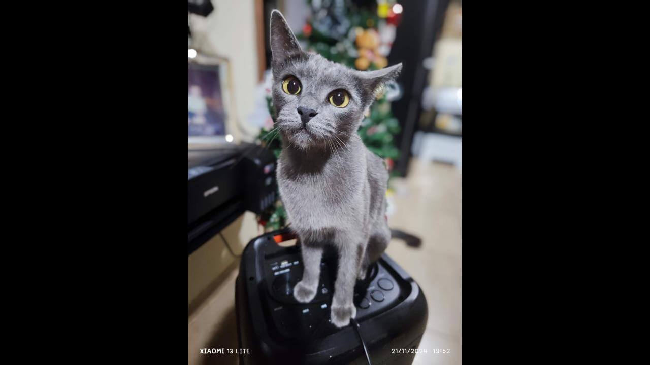Gata desapareceu no bairro Brasmadeira