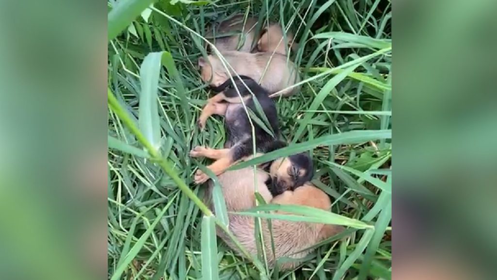 Moradora encontra seis filhotes de cachorro em caixa abandonada em terreno baldio no bairro Cataratas