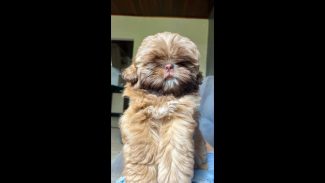 Imagem referente a Cachorra Cacau desapareceu no bairro Clarito