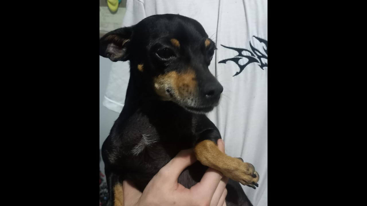 Cachorra é encontrada no bairro Santos Dumont
