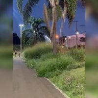 Imagem referente a Morador reclama de matagal em canteiro central da Avenida Piquiri