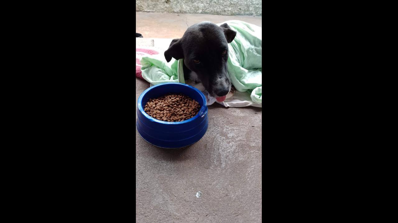 Cachorra desapareceu no bairro Canadá Cachorra desapareceu no bairro Canadá
