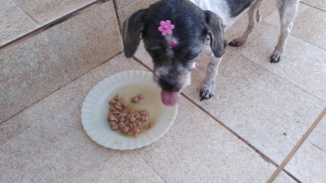 Cachorra Maggie desapareceu no bairro São Cristóvão Cachorra Maggie desapareceu no bairro São Cristóvão