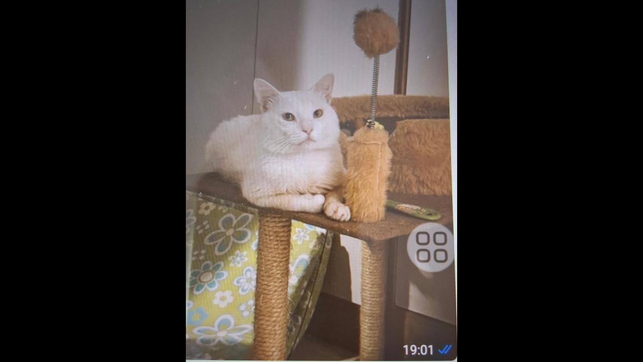 Gato é encontrado no bairro Centro Gato é encontrado no bairro Centro