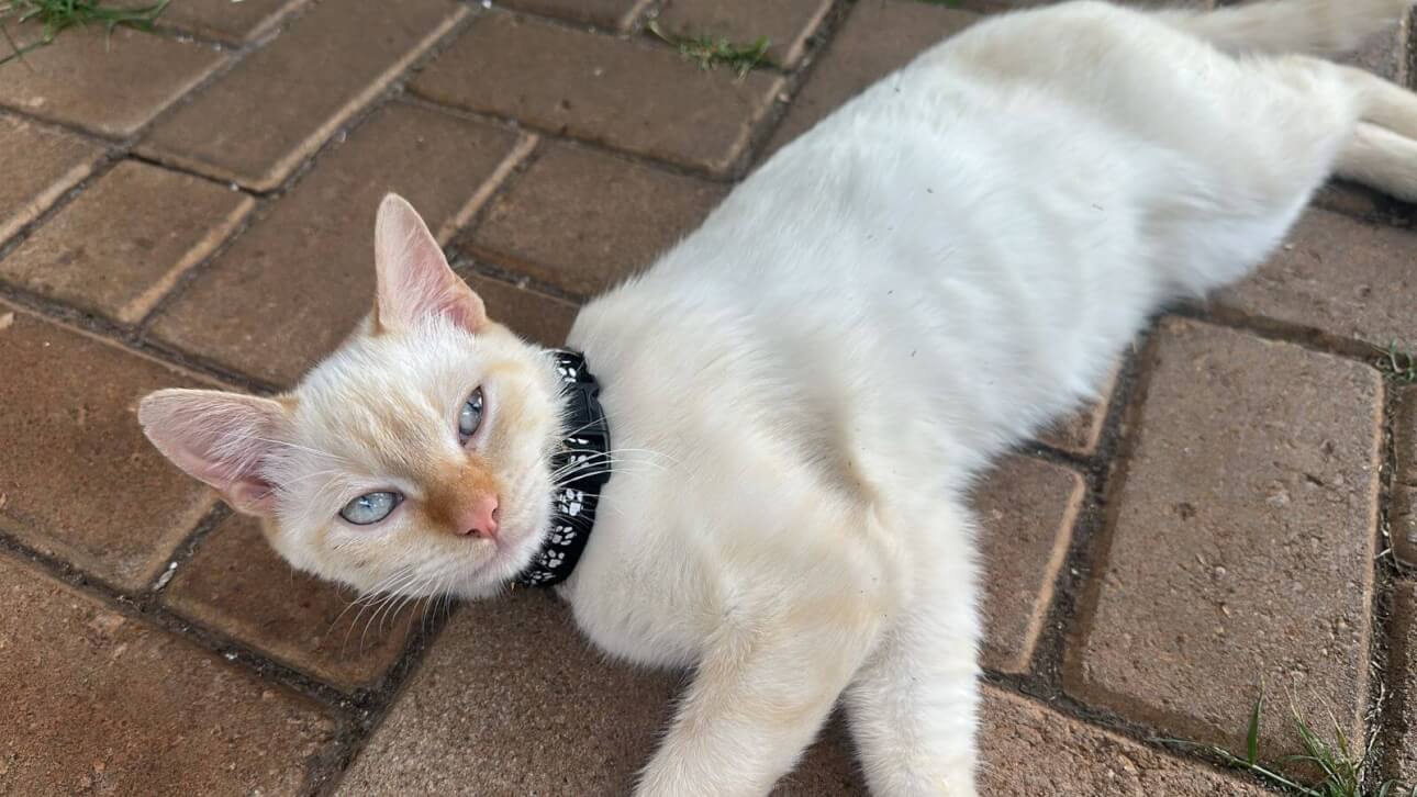 Gato é encontrado no bairro Centro Gato é encontrado no bairro Centro