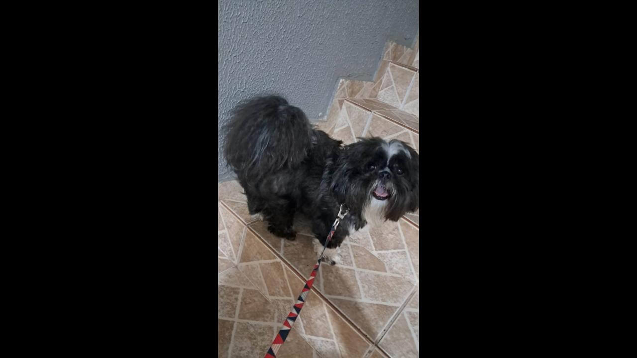 Cachorro Greg desapareceu no bairro Coqueiral Cachorro Greg desapareceu no bairro Coqueiral