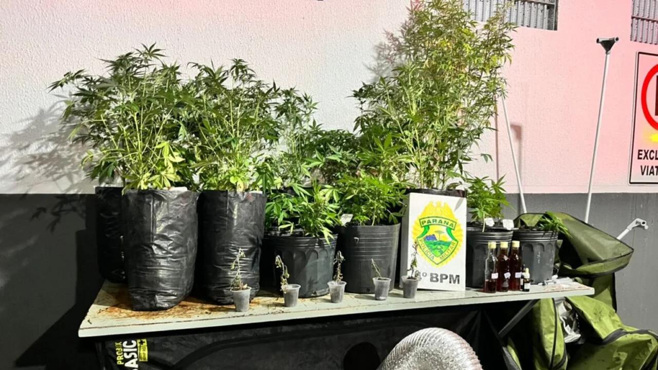 Polícia Militar apreende pés de maconha cultivados em sala comercial na Avenida Brasil Imagem referente a Polícia Militar apreende pés de maconha cultivados em sala comercial na Avenida Brasil
