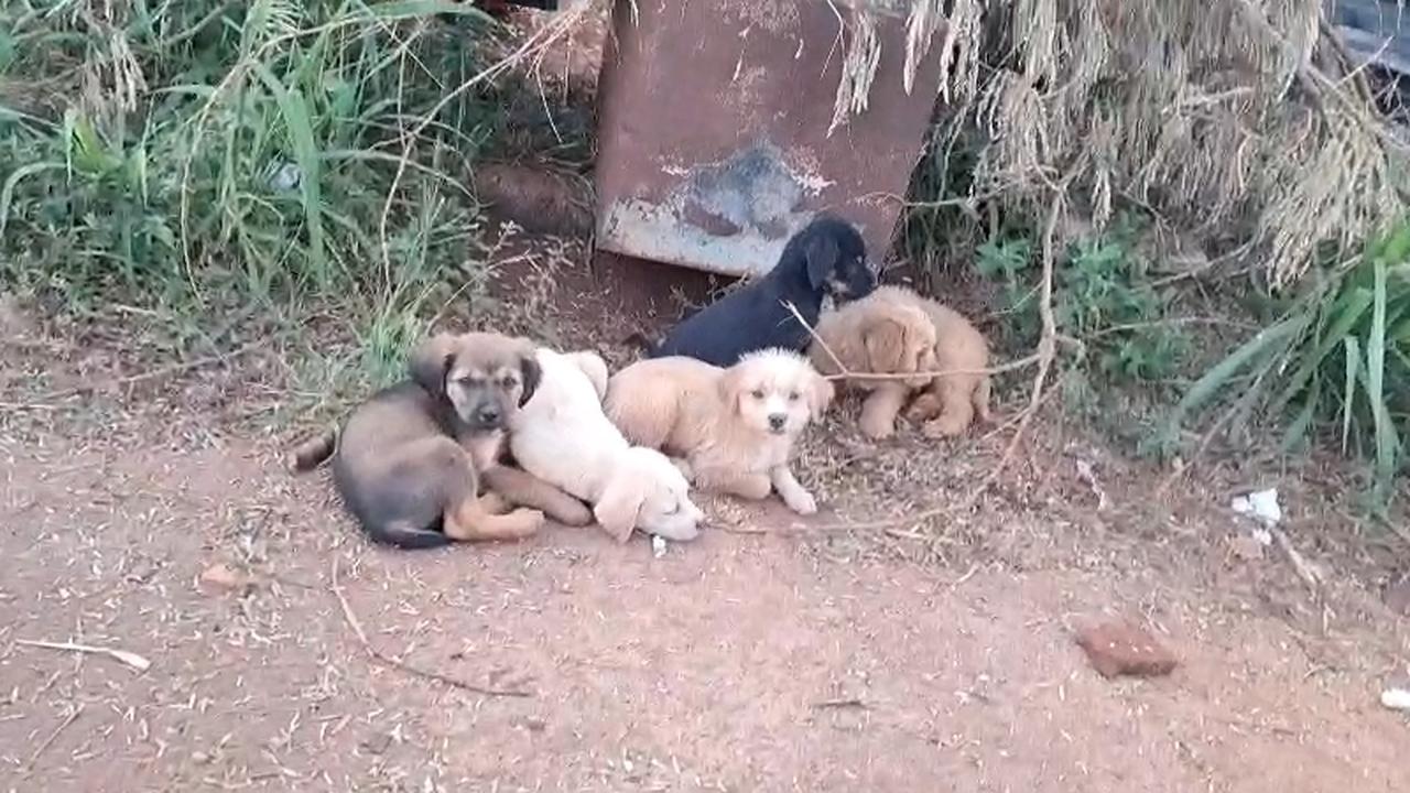 Lamentável: Filhotes são abandonados no Bairro Esmeralda Lamentável: Filhotes são abandonados no Bairro Esmeralda
