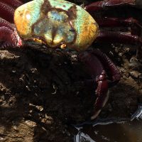 Imagem referente a Calendário de defeso do caranguejo-uçá começa dia 18 próximo