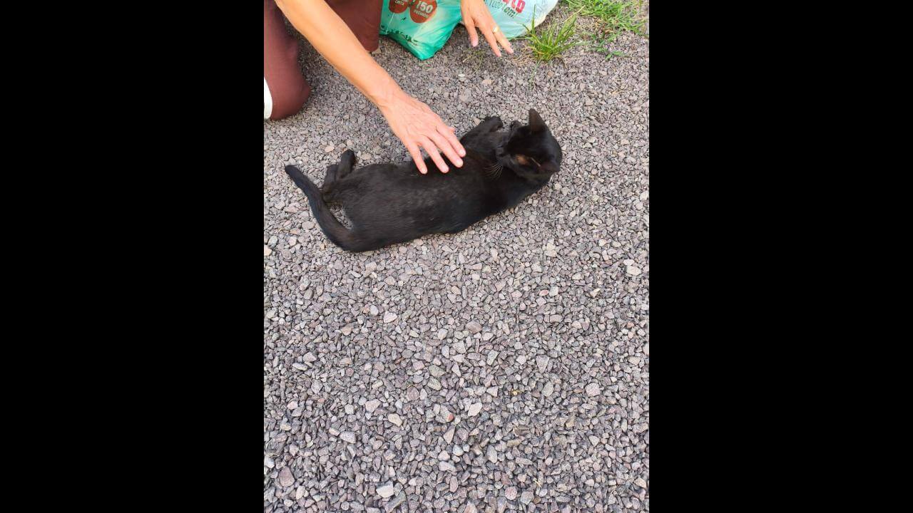Gata é encontrada no bairro Centro