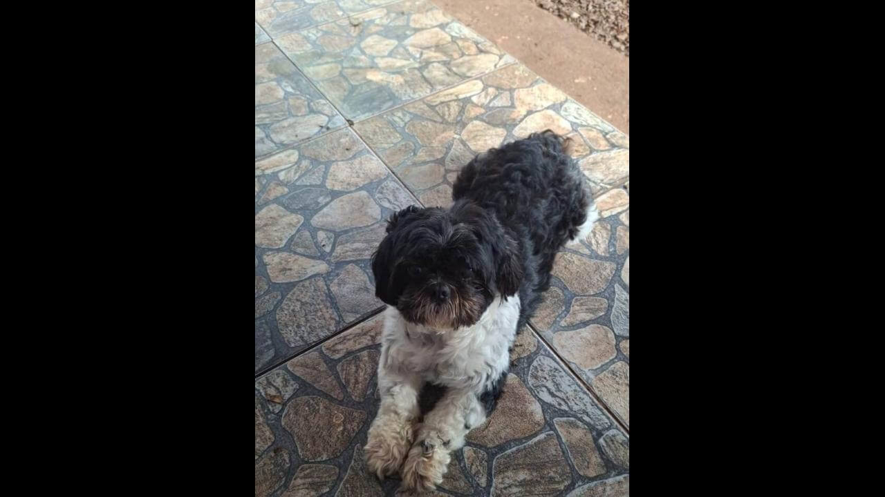 Cachorra Belinha desapareceu no bairro Esmeralda Cachorra Belinha desapareceu no bairro Esmeralda