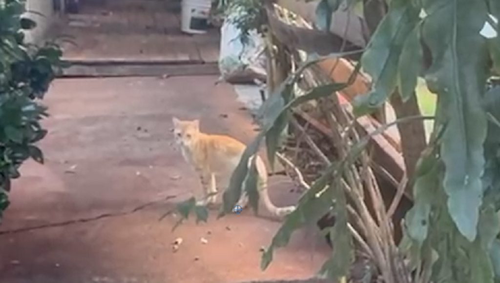 “Uma preocupação para a nossa saúde”, denuncia morador do Cancelli sobre vizinha com dez gatos sem vacina no quintal de casa