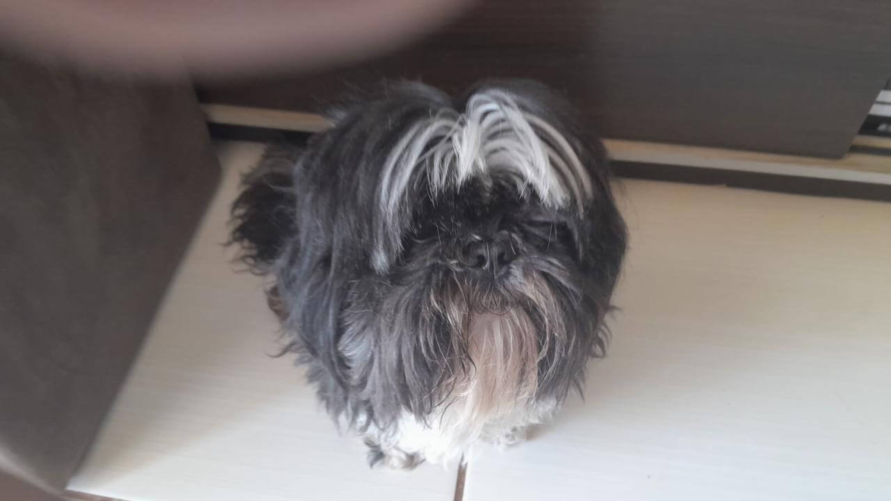 Cachorro Greguinho desapareceu no bairro Coqueiral Cachorro Greguinho desapareceu no bairro Coqueiral